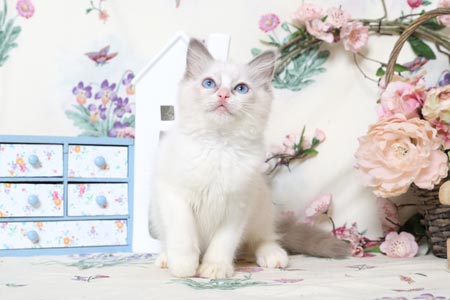 Chatons Ragdoll � vendre