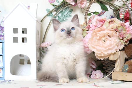 Chatons Ragdoll � vendre