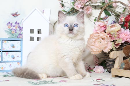 Chatons Ragdoll � vendre