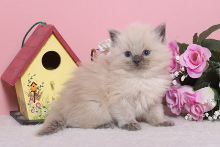 Female Blue colourpoint kitten available