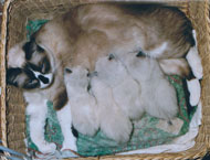 The first litter of  Ragdolls born in France