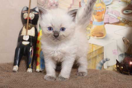 Female Blue colourpoint kitten available