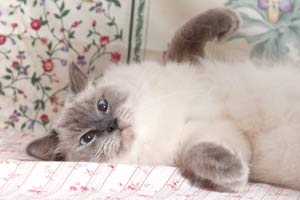 Chat Ragdoll blue colourpoint