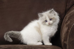 kitten Ragdoll blue bicolour
