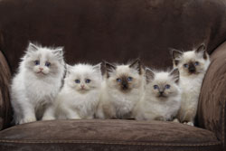 Cinq chatons Ragdoll