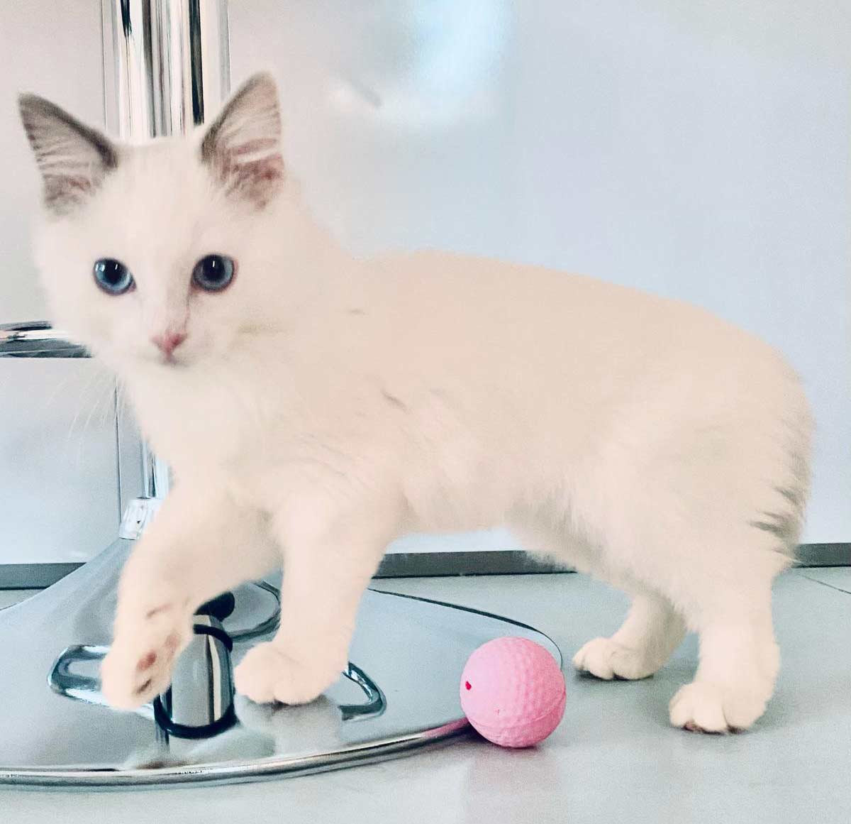 Chaton Ragdoll � vendre
