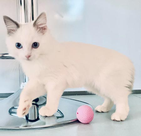  Chaton Ragdoll bleu bicolour femelle