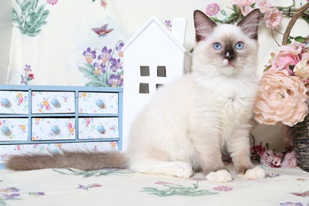 Chatons Ragdoll � vendre